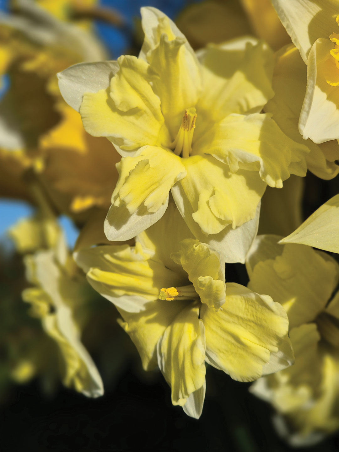 Olivias Flowers yellow close up