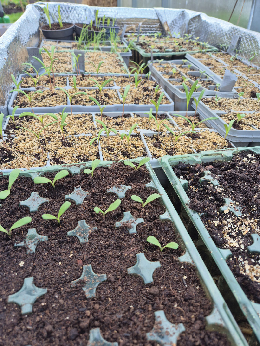 Olivias Flowers sprouts in soil